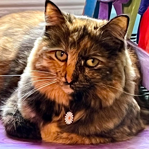 Summer dress! Size 14; below the knee length; Zips up back. Bought from Belks. - Picture 1 of 4